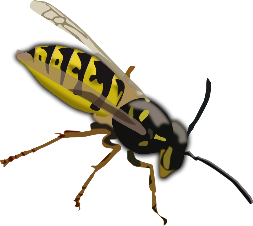 Wasp Transparent Images - Wasp Clipart (640x571), Png Download