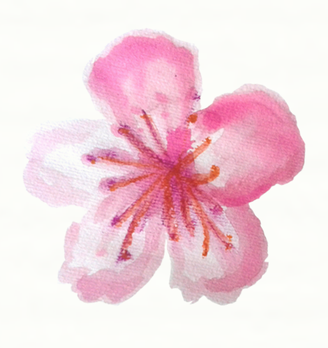 Flor De Almendro Acuarela - Chinese Hibiscus (470x498), Png Download