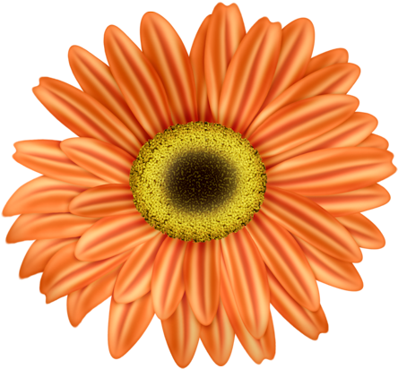 Margaritas Naranjas Png - Margaritas De Colores Animadas (463x443), Png Download