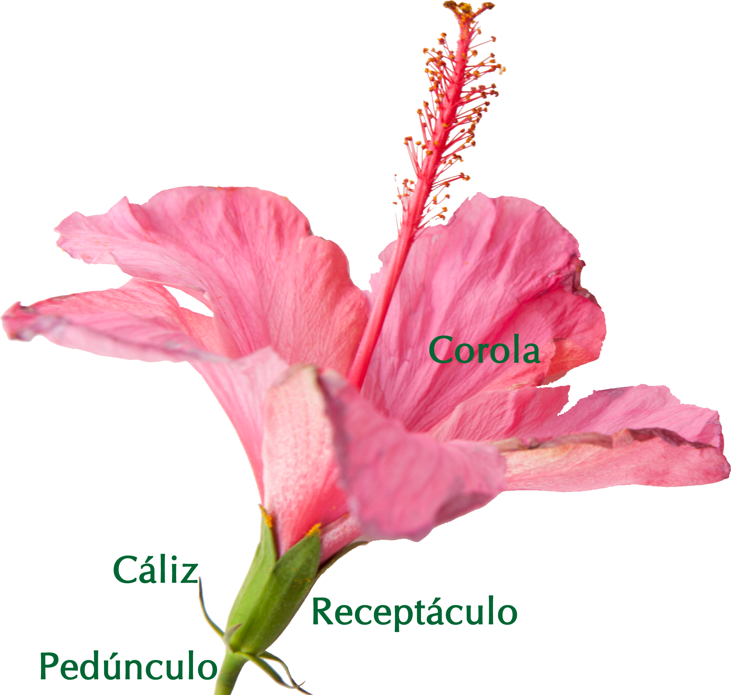 Partes De La Flor (2337x2221), Png Download
