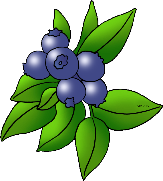 Picture Royalty Free Library Image Of Blueberry Blueberries - Blue Berries Clip Art (597x648), Png Download
