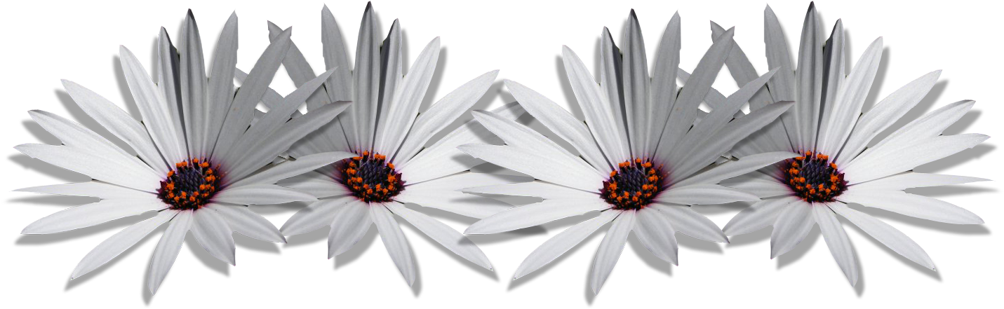 Margaritas Png - Anuncios - Flower (1500x1500), Png Download