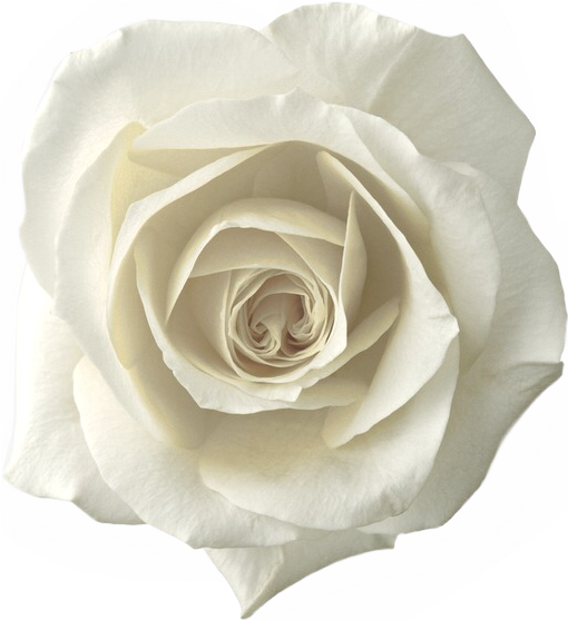 Whiterose Roses Rose Png Sticker Whiteroses Freetoedit - Elegant Rose Glass Pendant Necklace 1" (650x564), Png Download
