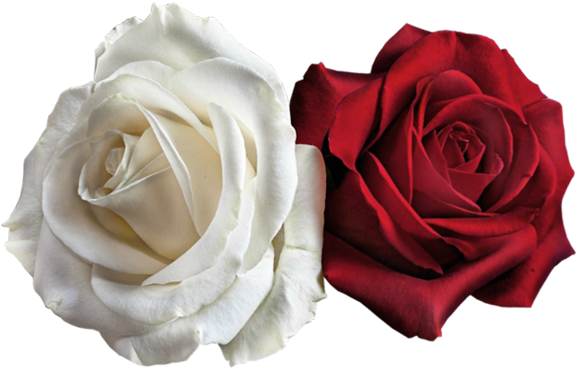 Go To Image - White Red Rose Png (673x448), Png Download