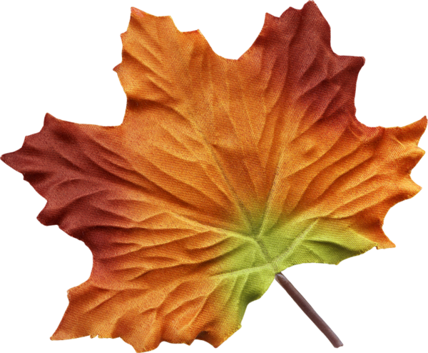 Maple Leaves - Png Yaprak (600x494), Png Download