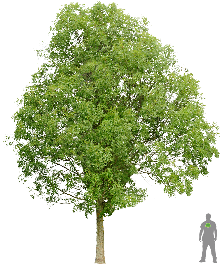 Frêne Commun Architecture Layout, Architecture Graphics, - Cut Out Walnut Tree (900x1200), Png Download