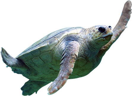 A Cutout Photo Of A Majestic Sea Turtle Swimming Overhead - Save The Turtles Straws (450x450), Png Download