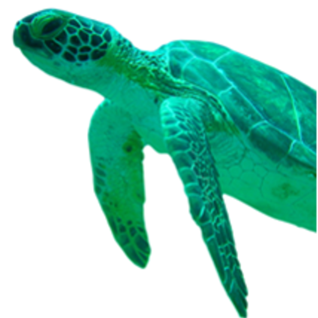 Transparent Green Sea Turtle (640x640), Png Download