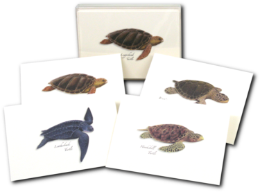 Sea Turtle Notecards - Leatherback Sea Turtle (400x400), Png Download