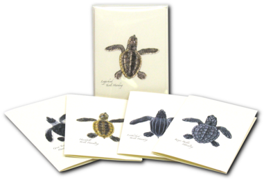 Sea Turtle Hatchling Notecards - Sea Turtle Hatchling Notecards With Envelopes Boxed (400x400), Png Download