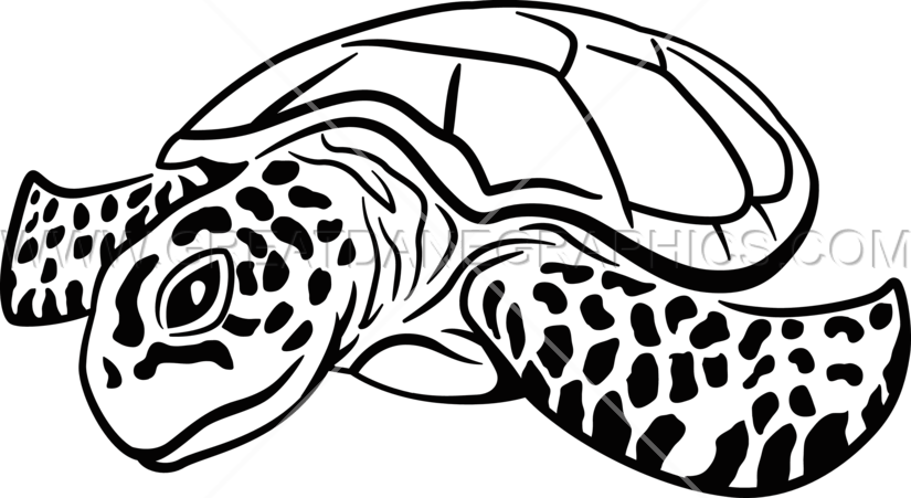 Sea Turtle Drawing Color At Getdrawings - Sea Turtle Line Drawings (825x451), Png Download