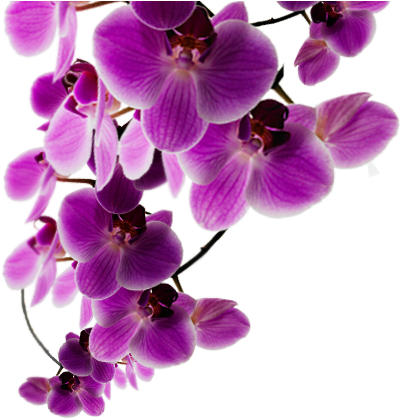 Background Purple Flower - Secret Mandalas: Coloring Book For Adult Relaxation (772x444), Png Download