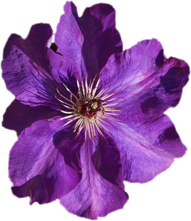 Purple Flower Transparent (622x720), Png Download