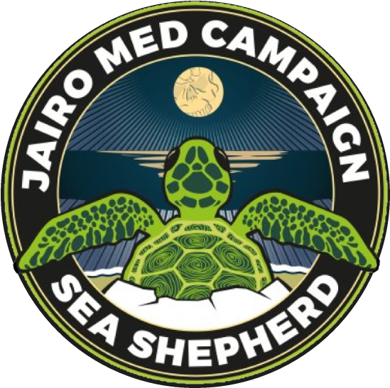 Jairo Med Campaign - Green Sea Turtle (549x547), Png Download