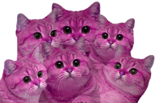 Pretty Pink Pussies 💖 - Pink Cat Transparent Background (500x331), Png Download