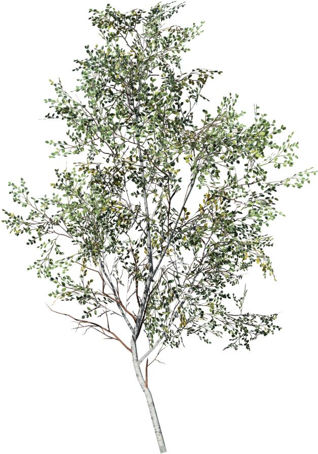 Paper Birch Sapling - Aspen Trees White Background (1080x1080), Png Download