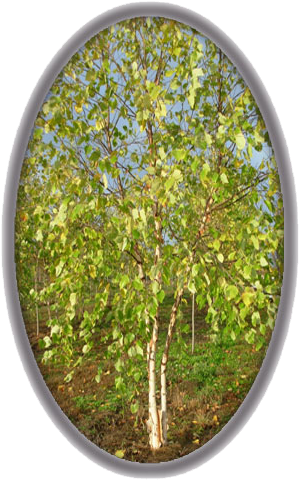 River Birch - Birch (323x494), Png Download