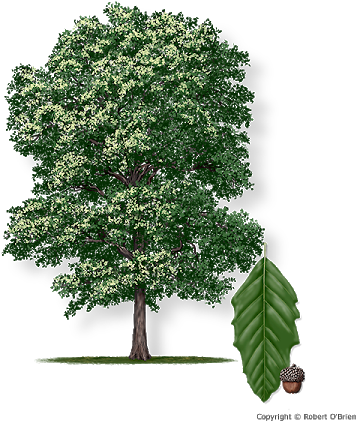 Rendering Of Monterrey Oak - Monterrey Oak (450x450), Png Download