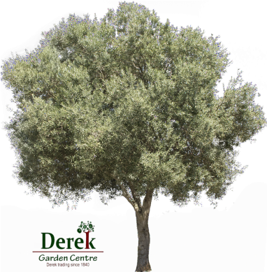 Tree Png Photoshop Olive (516x388), Png Download