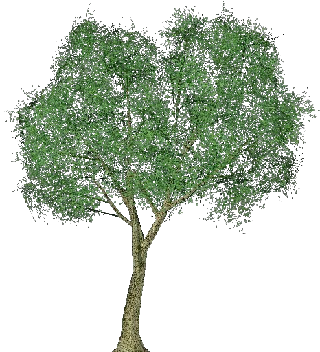 Transparent Tree Poplar - Arbol Alamo En Png (750x527), Png Download