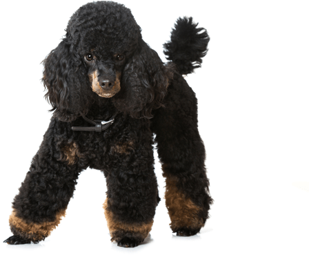 Looking For A Poodle Puppy Or Dog In Denver, Colorado - Poodle (560x370), Png Download