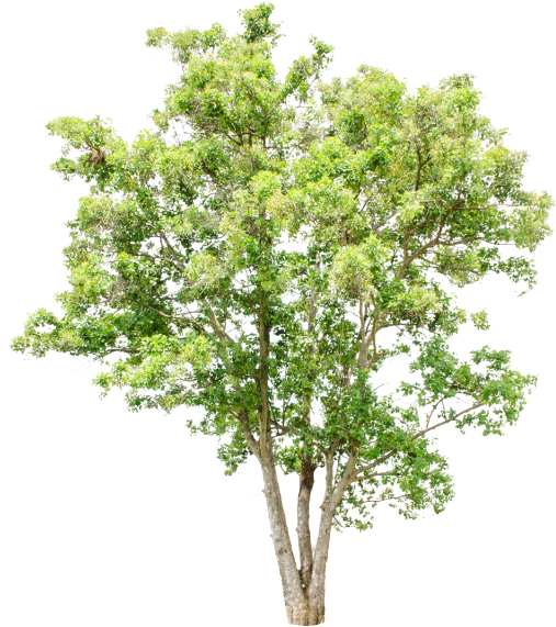 Isolated Trees On White Background, Trees, Isolated, - White (640x640), Png Download