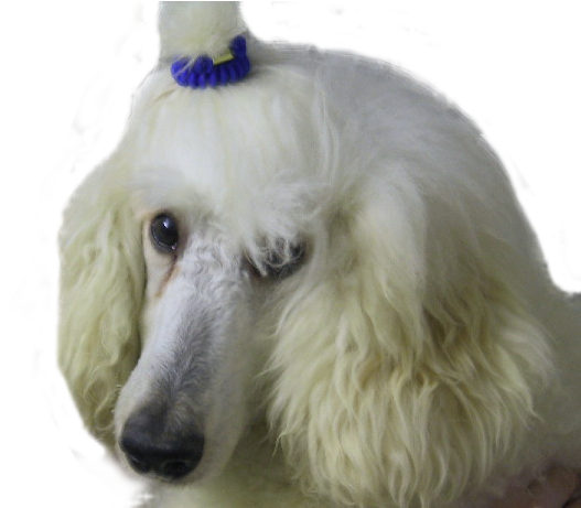 Lily The White Poodle - White Poodle Transparent Background (614x460), Png Download