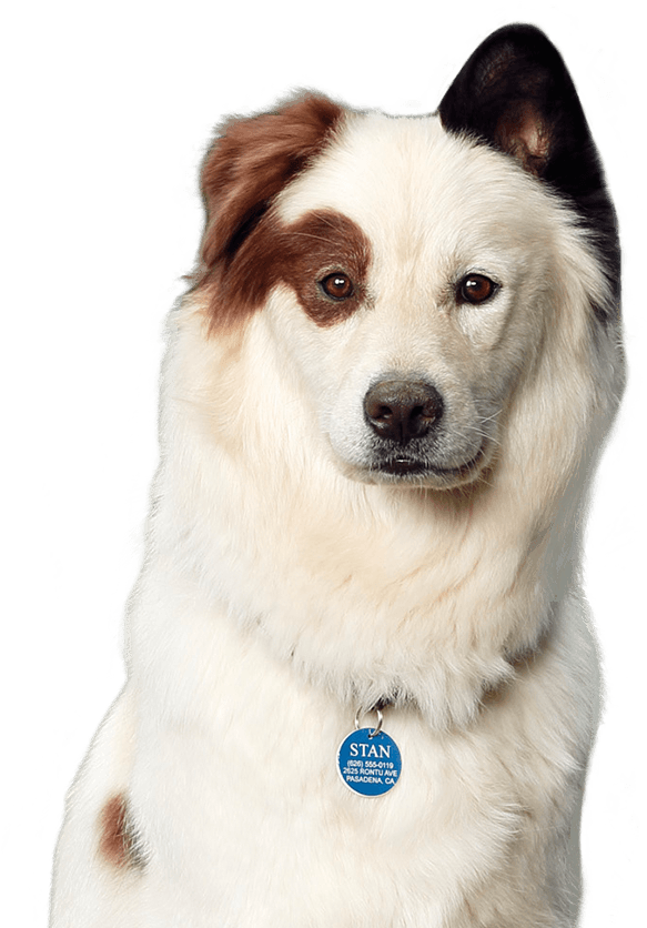 Standog - Pies Z Blog Na 4 Łapy (860x860), Png Download