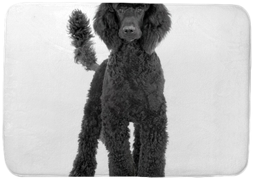 Poodle (400x400), Png Download