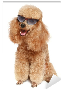Apricot Poodle In Dark Sunglasses Wall Mural • Pixers® - Cafepress Apricot Poodle (dog) In Dark Sunglasses Puzzle (400x400), Png Download