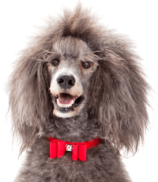 Search - Rode Strik (565x585), Png Download