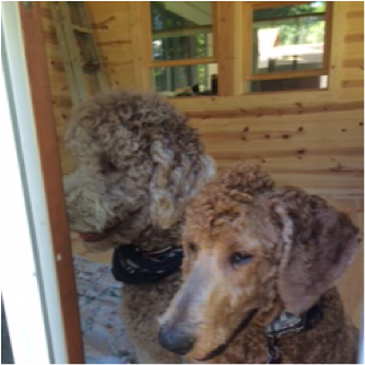 Picture - Poodle (443x333), Png Download