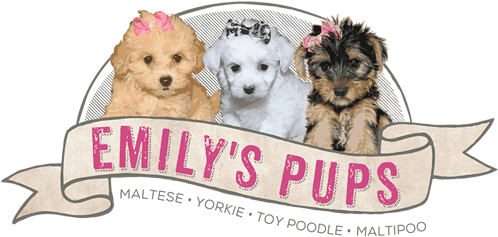 Emily's Pups - Maltise Sjitzu Poodle Yorkie Puppies (600x250), Png Download
