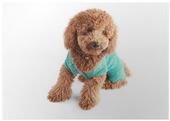 Poodle (400x400), Png Download