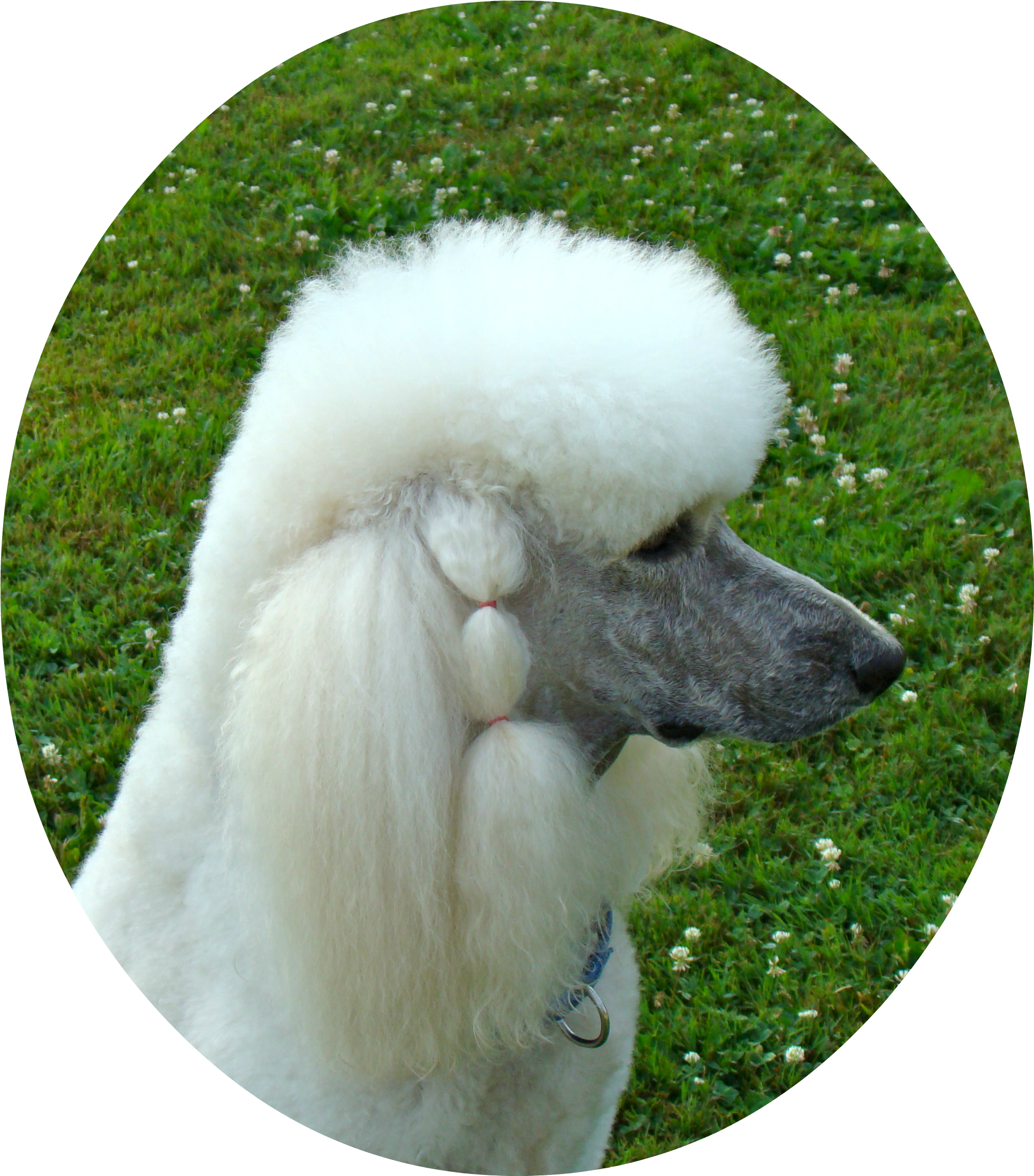 Dsc00983b - Poodle (2300x2445), Png Download