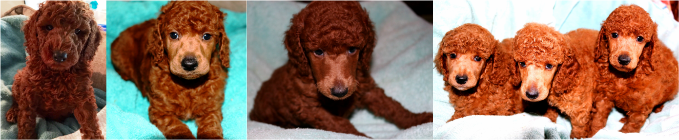 Follow Poodle's Board Famous Poodle Owners On Pinterest - Standard Poodle (1391x288), Png Download