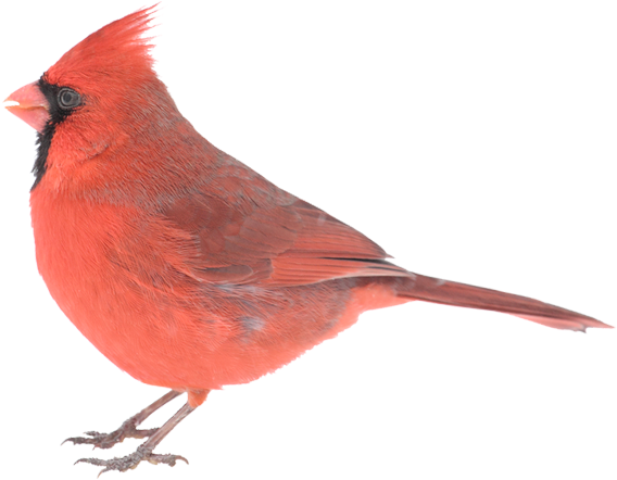Copyright © 2018 Cardinal - Cardinal Png (600x445), Png Download