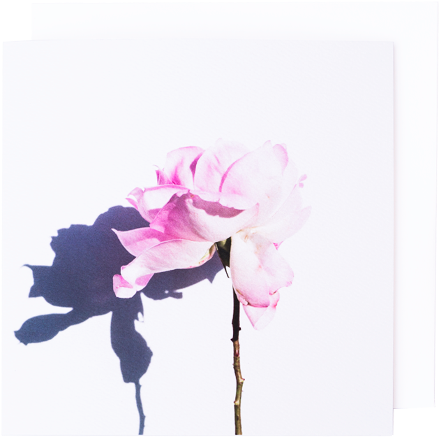 Previous - Rose (1000x1000), Png Download