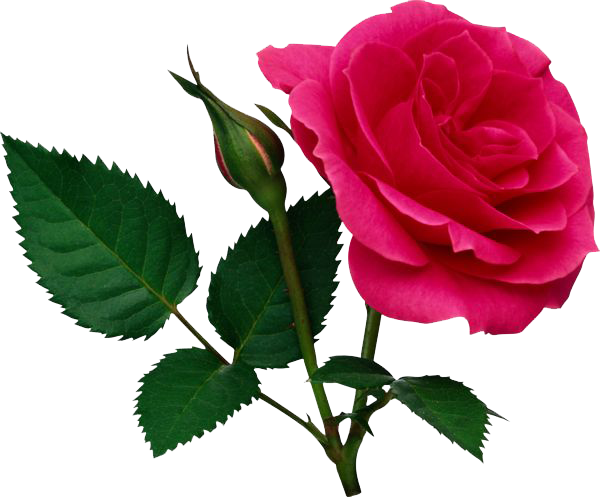 Pink Rose Png File - Single Rose Flowers Png (600x497), Png Download