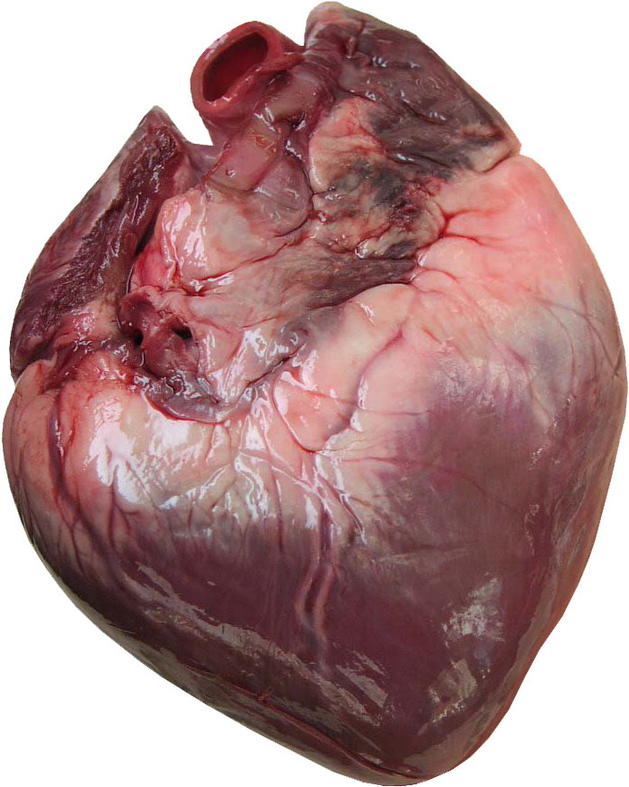 Human Heart - Does A Human Heart Look Like (479x600), Png Download