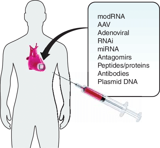 Approaches To Manipulate The Molecular Pathways Of - Illustration (530x490), Png Download