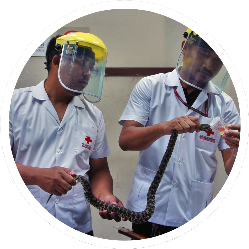 Raising Snakes And Saving Lives In Thailand - Nurse (823x818), Png Download