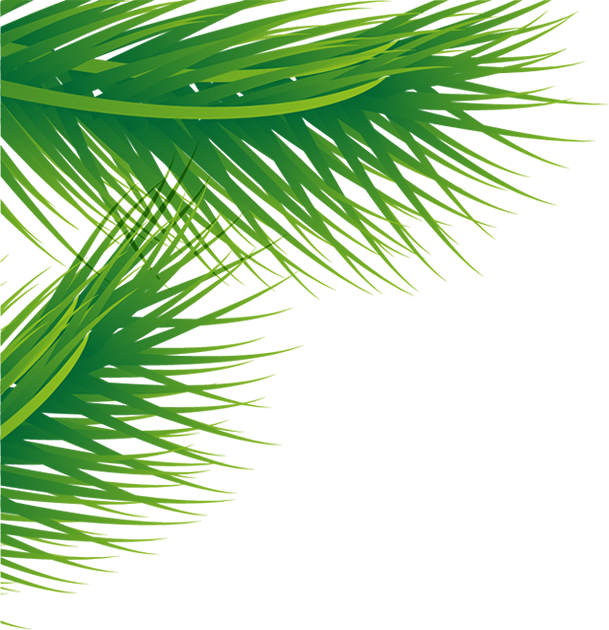 Sabal Minor (609x630), Png Download