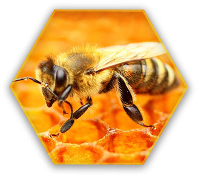 Queen Bee - Dies A Queen Bee Look Like (394x352), Png Download