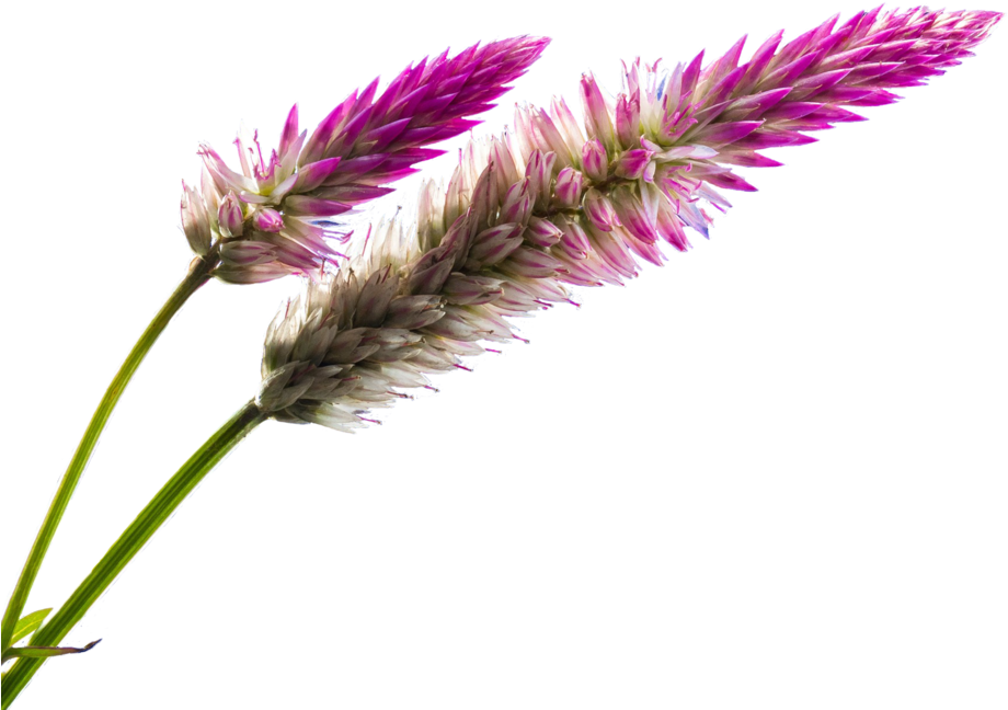 Field Of Flowers Png Banner Freeuse Stock - Pink Flower 100 Page Journal: Blank 100 Page Journal (1024x768), Png Download