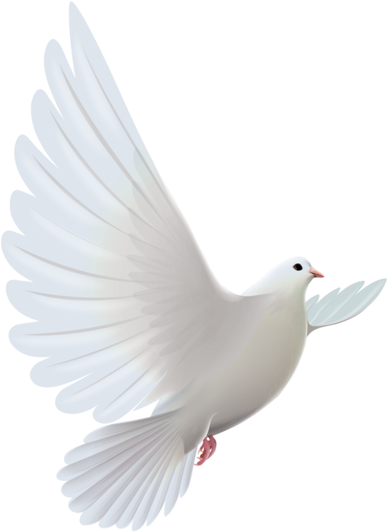 Dove Transparent Prayer - Pomba Do Espirito Santo Png (591x784), Png Download