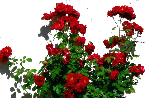 Rose Plant Png - Rose Bushes Png (600x402), Png Download
