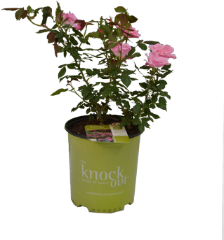 Rose Bush Png - Cherry (375x375), Png Download