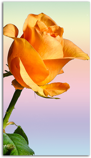 Yellow Rose Mobile Wallpaper Big - Rose Wallpaper For Mobile Phone (485x550), Png Download