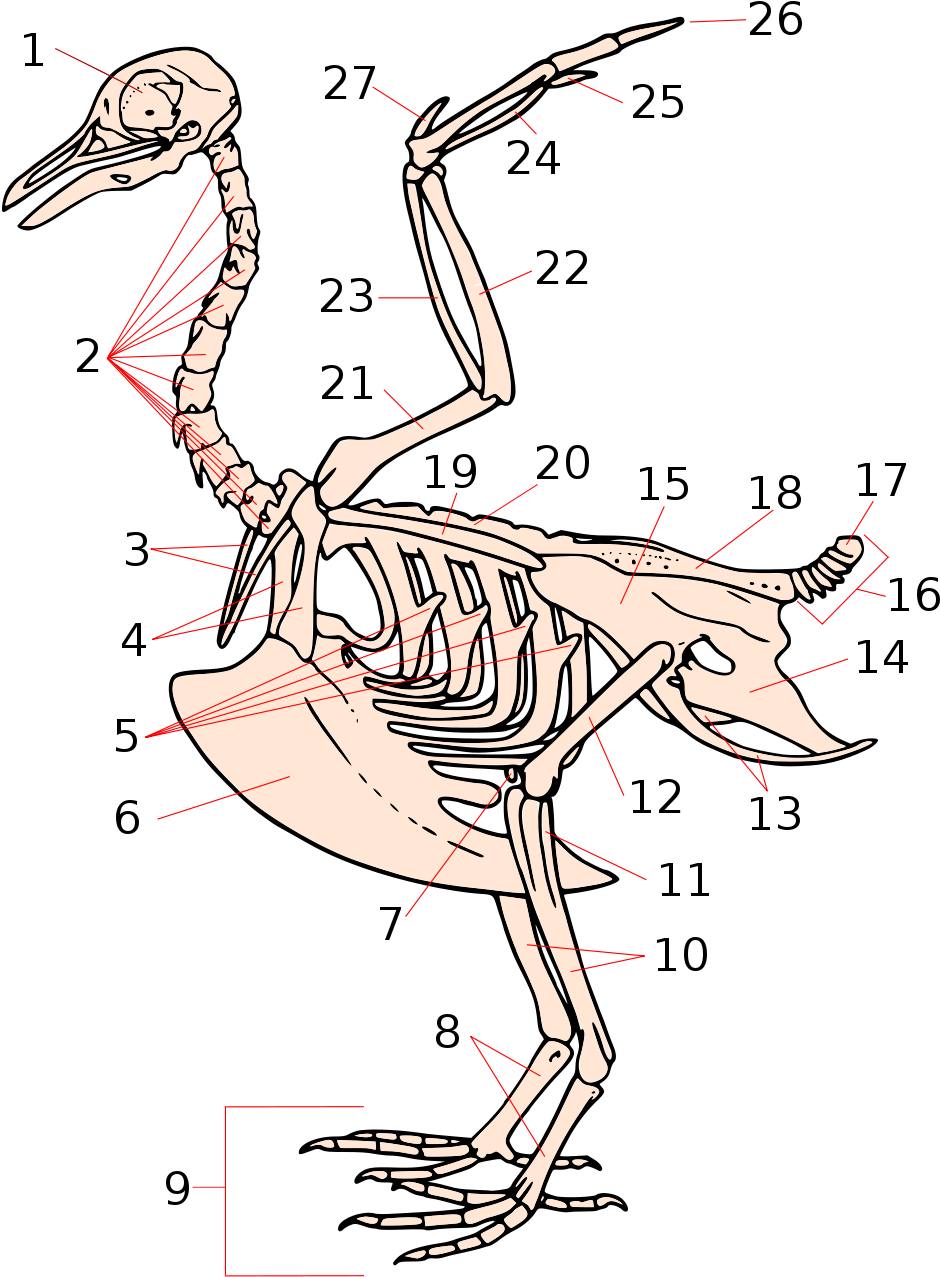 Skeleton Labeled, Skeleton Keys, Wing Anatomy, Bird - Blank Bird Skeleton (1000x1332), Png Download